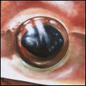 Augenblick eines Maskenfrosches; Acryl auf Leinwand;
30 x 30 cm